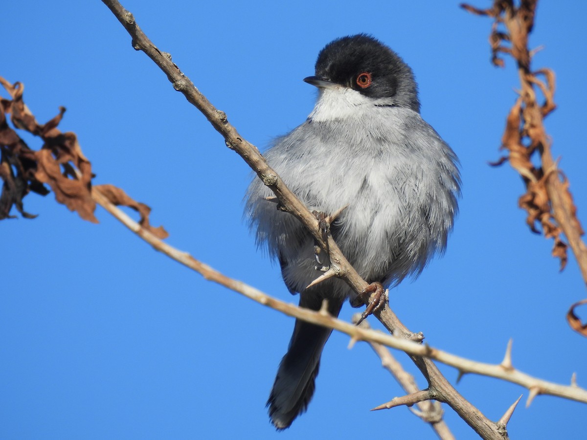 Sardinian Warbler - ML541720691