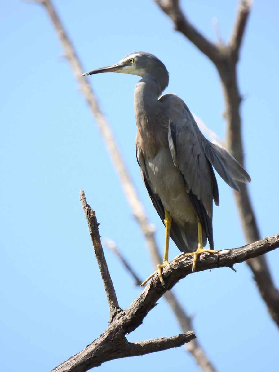 White-faced Heron - Andrew Guy