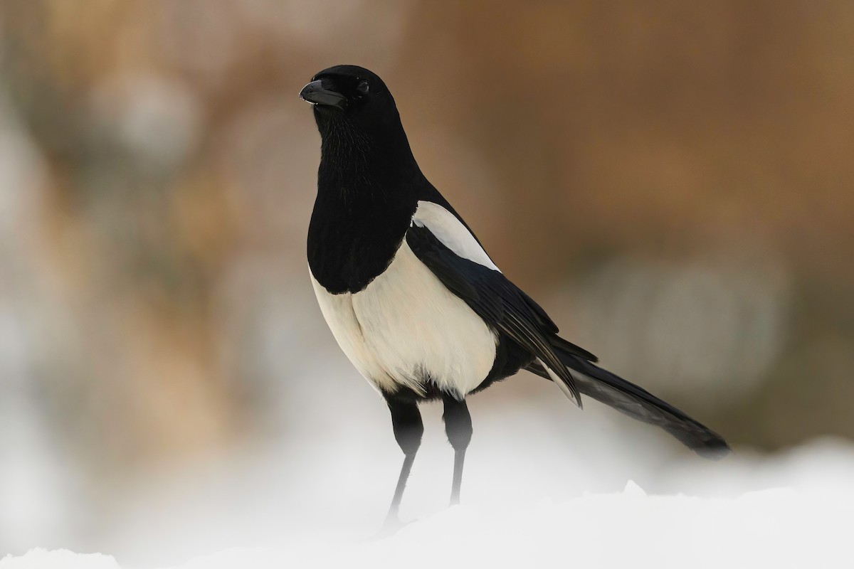 Eurasian Magpie - ML541722031