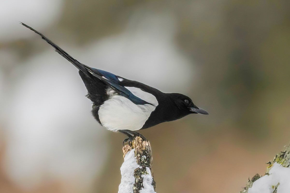 Eurasian Magpie - ML541722041