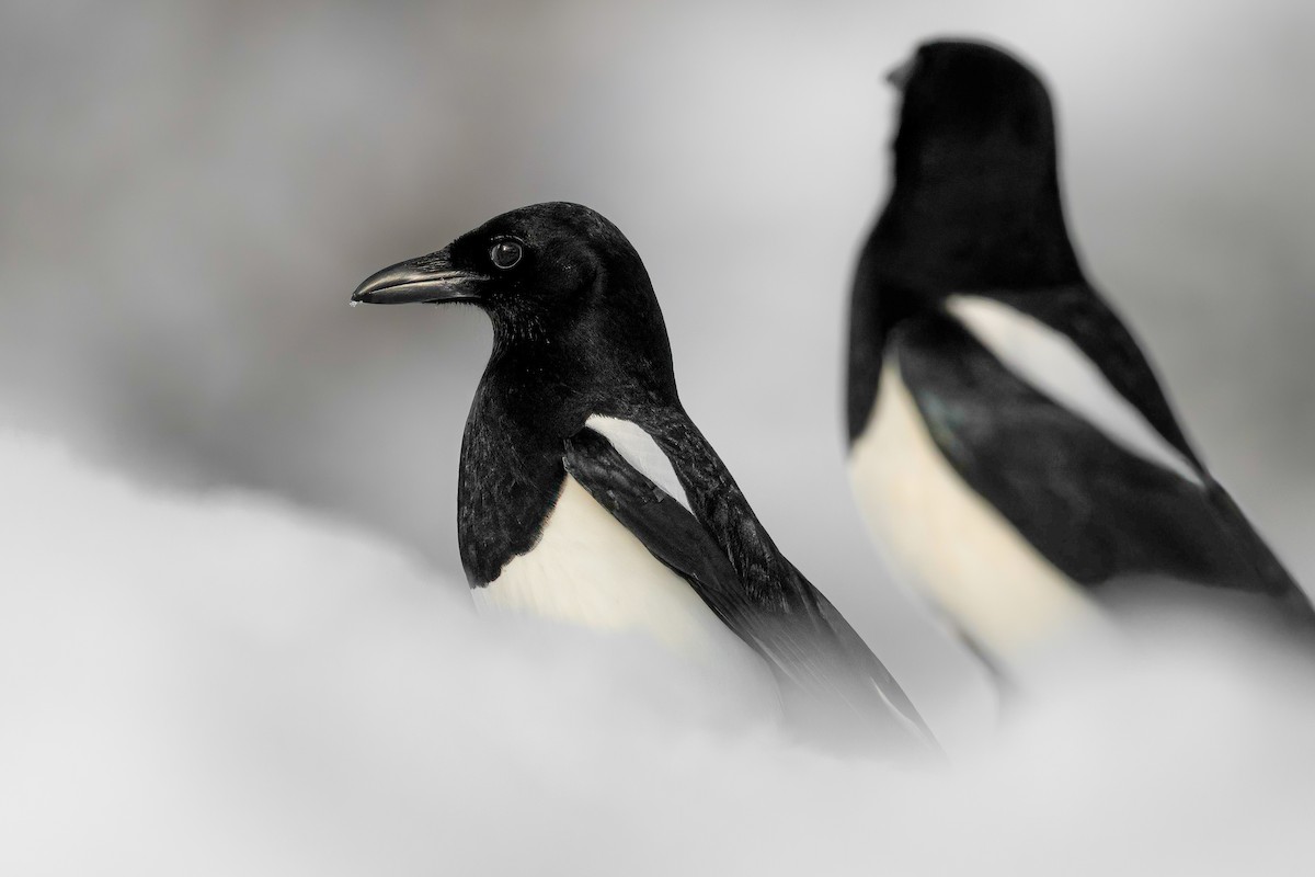 Eurasian Magpie - ML541722061