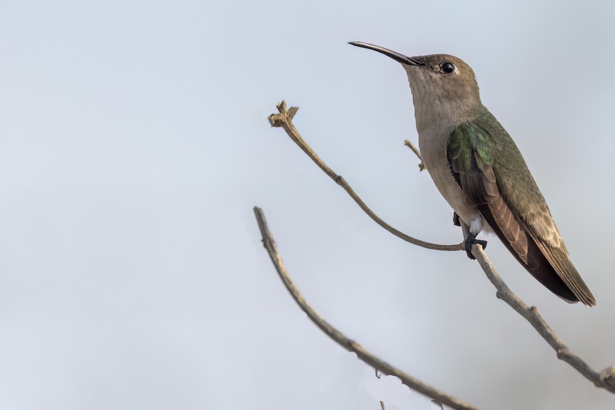 Tumbes Hummingbird - ML541722101