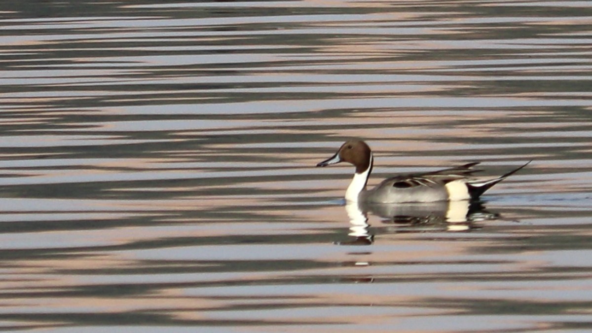 Northern Pintail - Ismael Khalifa