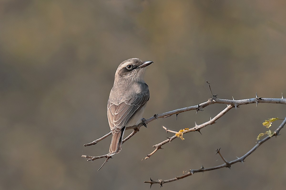 Common Woodshrike - Rajkumar Das