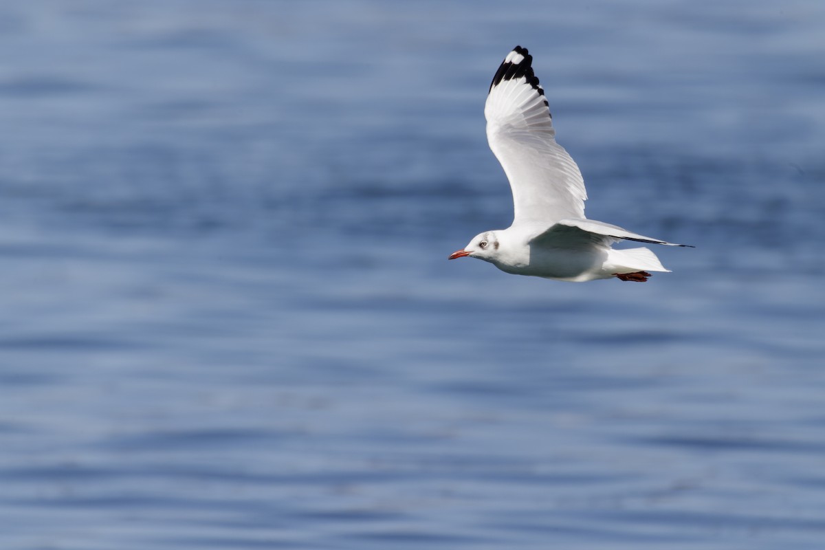 Brown-headed Gull - ML541722951