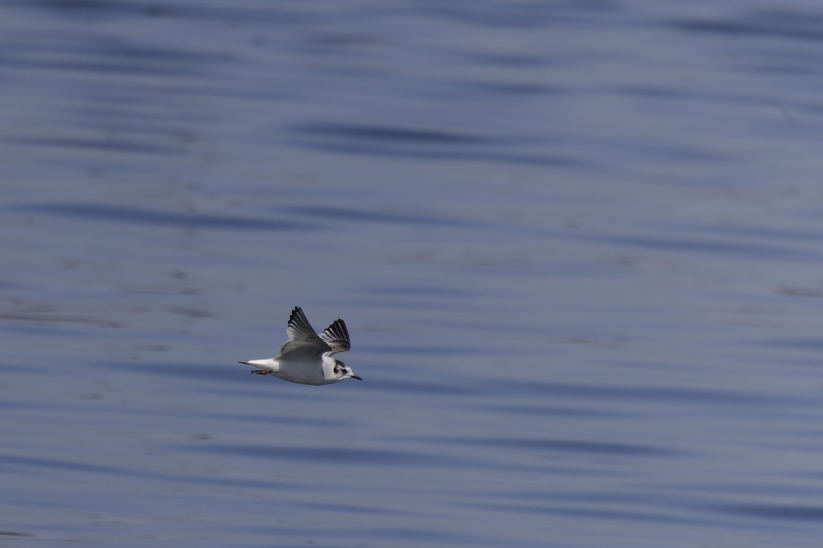 Little Gull - ML541722991