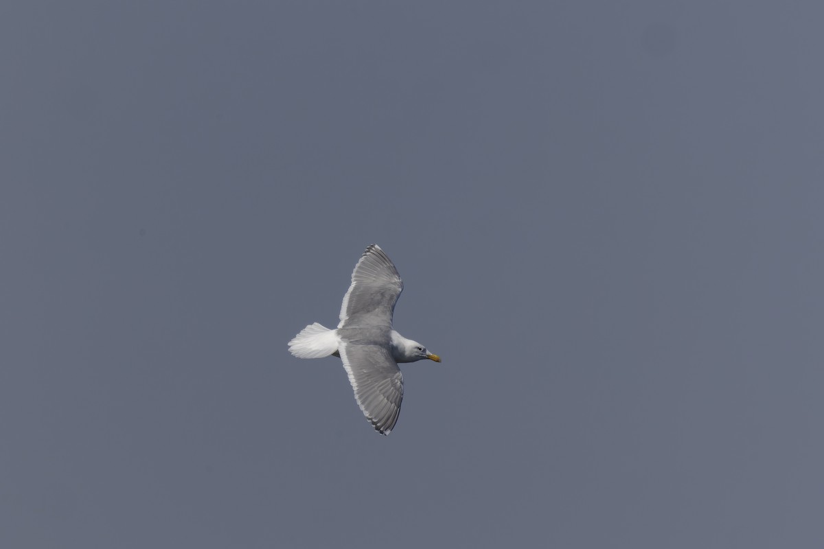 Glaucous-winged Gull - ML541723171