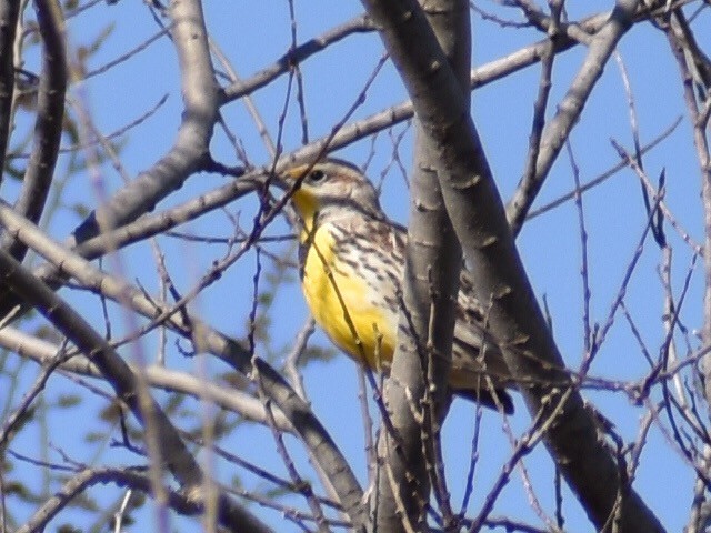 Western Meadowlark - ML541723181