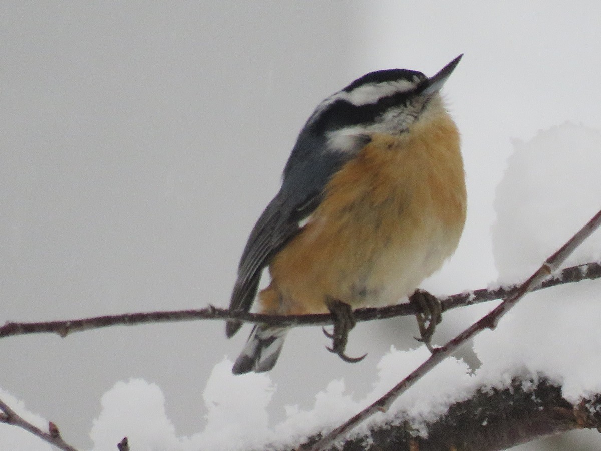 Red-breasted Nuthatch - ML541723891