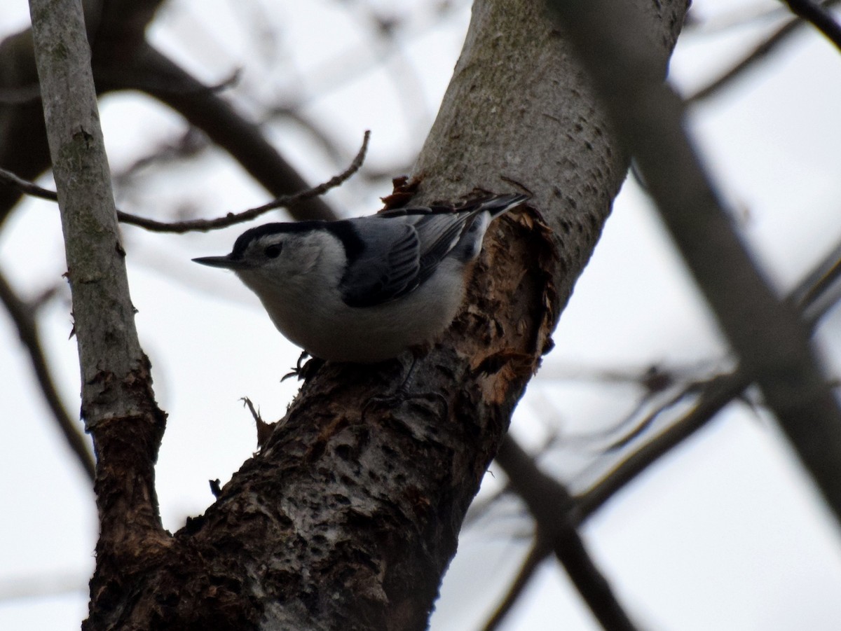 White-breasted Nuthatch - Doug Emlin