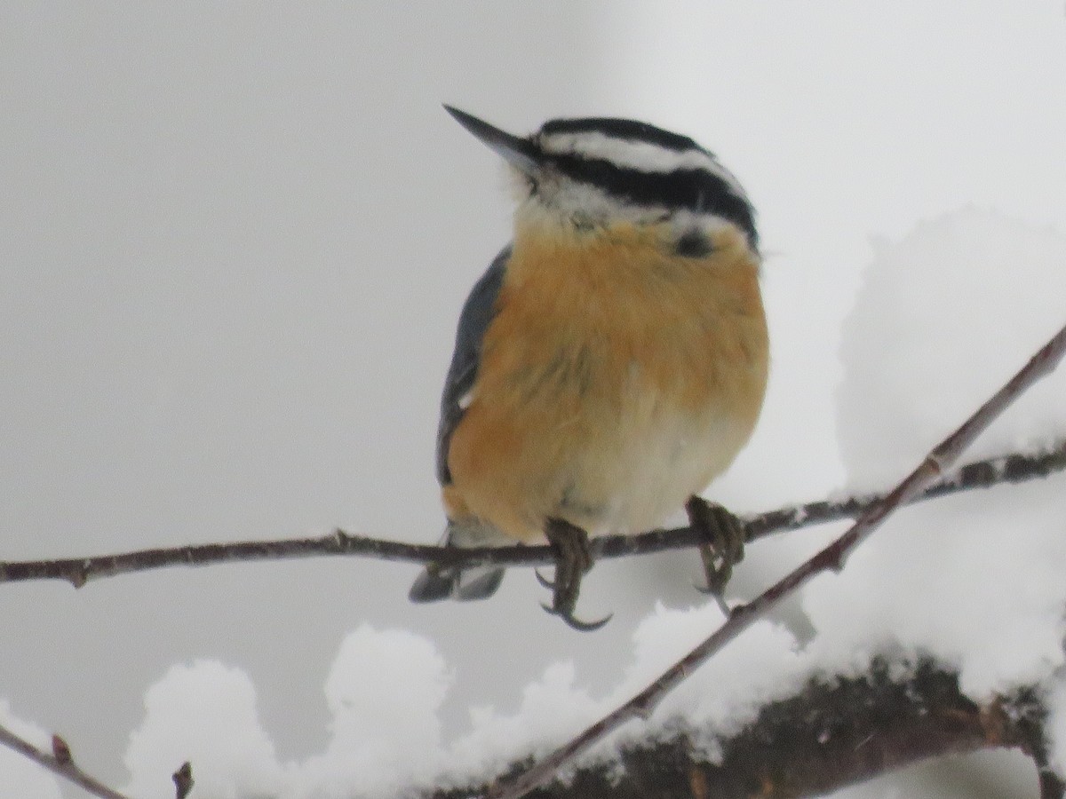 Red-breasted Nuthatch - ML541723911