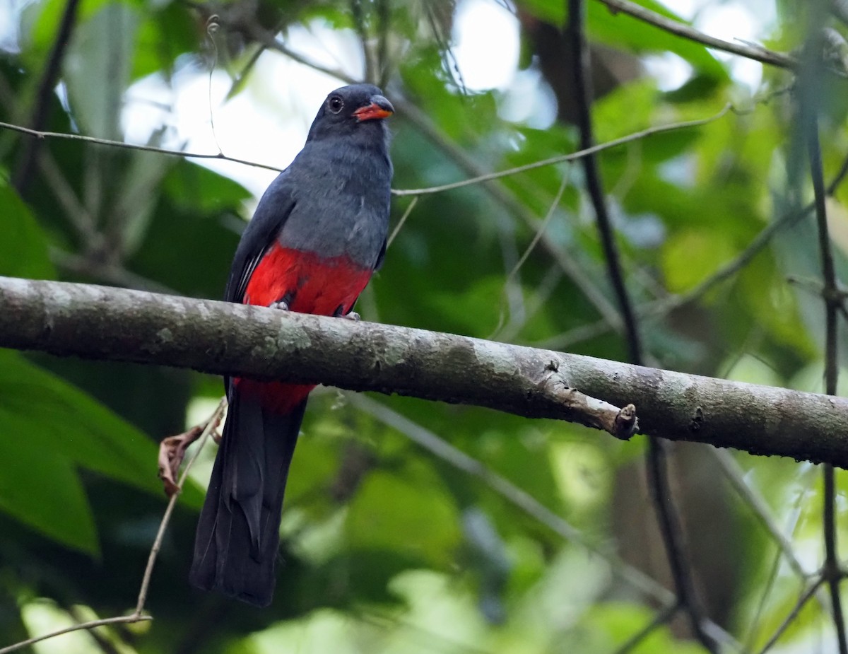 Black-tailed Trogon (Large-tailed) - Simon RB Thompson