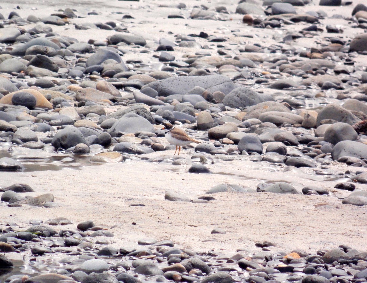 Semipalmated Plover - ML54172561