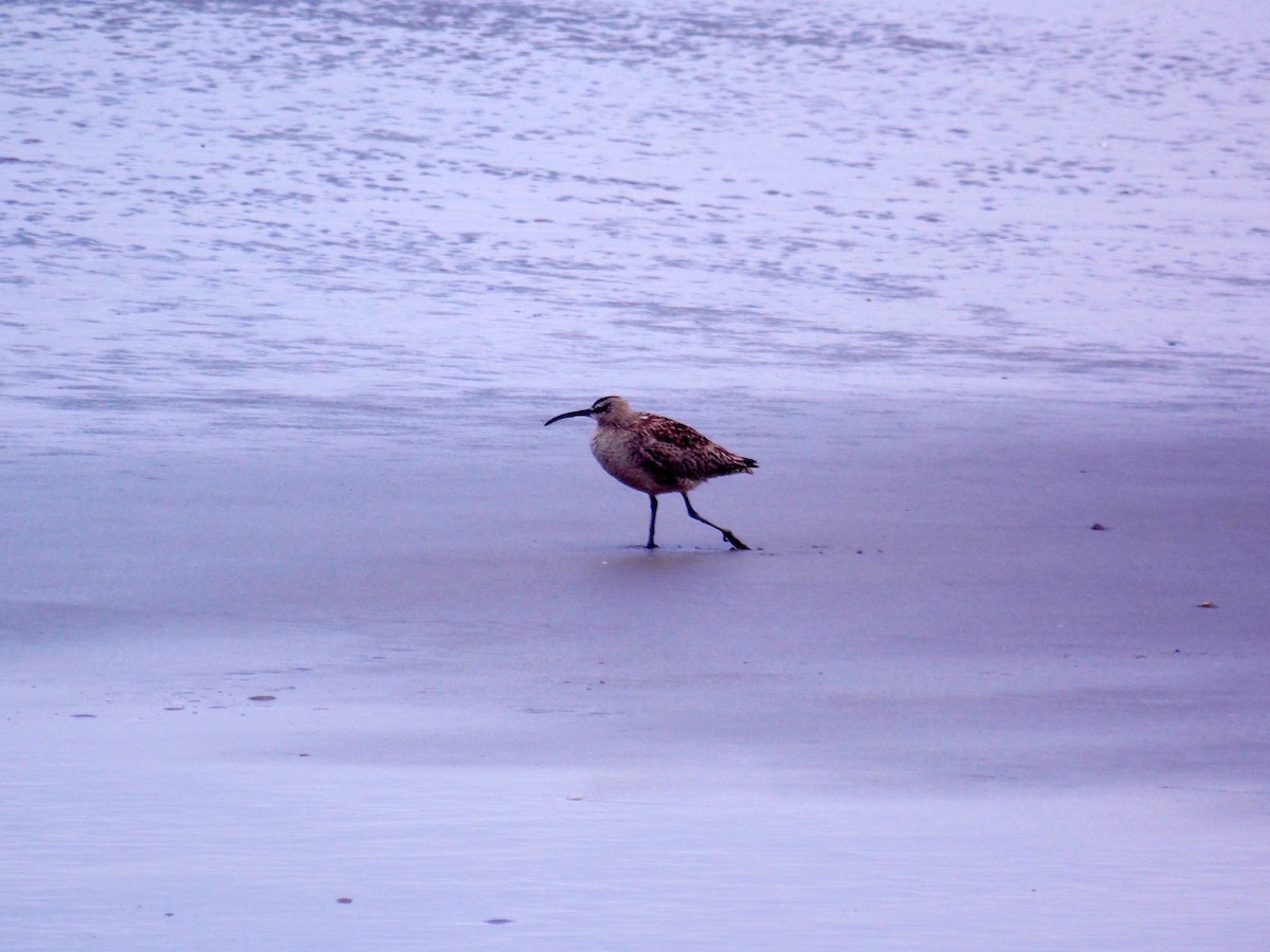 Whimbrel - ML54172591