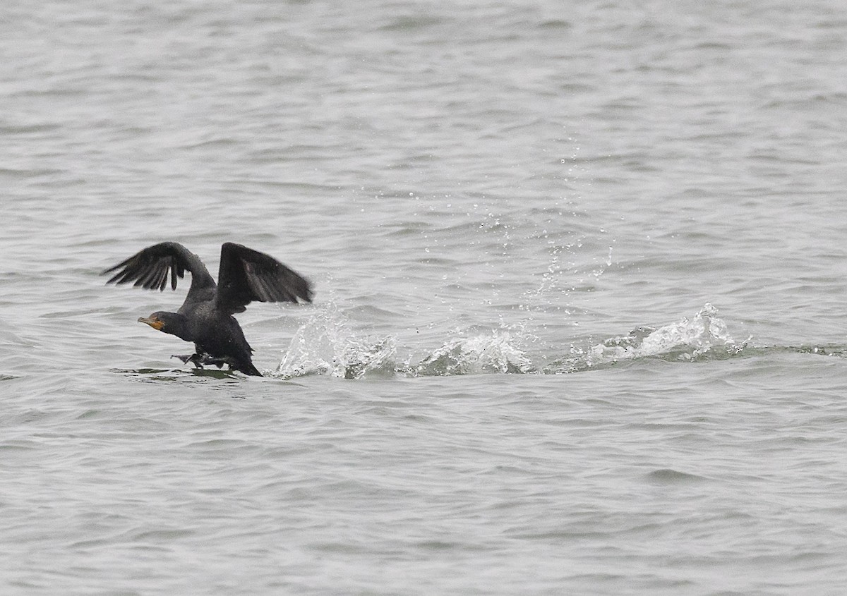 Cormoran à aigrettes - ML541725981