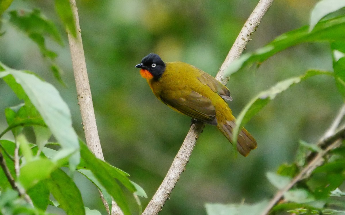 Flame-throated Bulbul - ML541726531