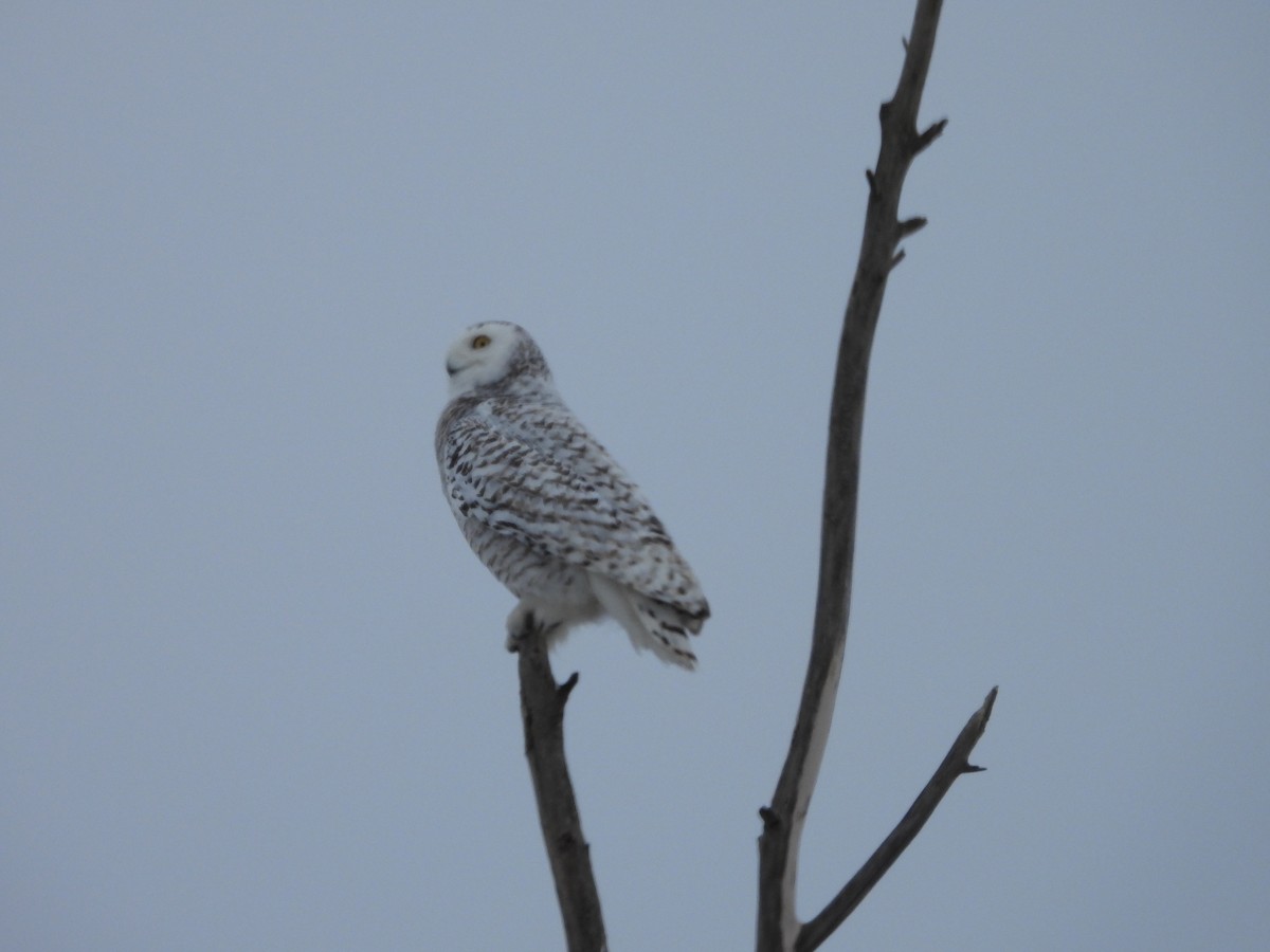 Snowy Owl - Jean W. Côté