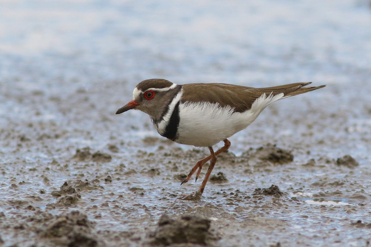 Three-banded Plover - ML541726821