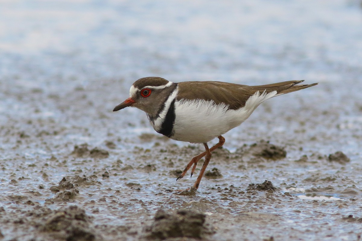 Three-banded Plover - Amit Goldstein