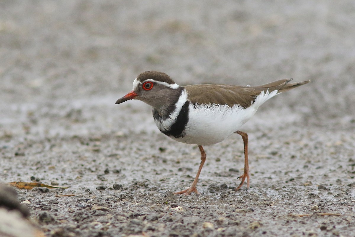 Three-banded Plover - ML541726831