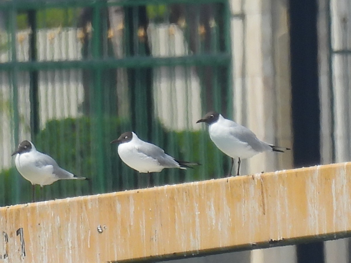 Black-headed Gull - ML541727041