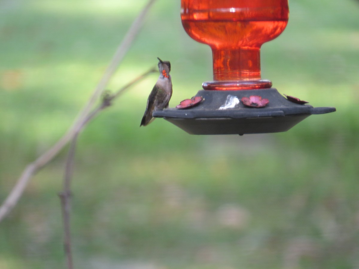 Colibrí Gorjirrubí - ML541727651