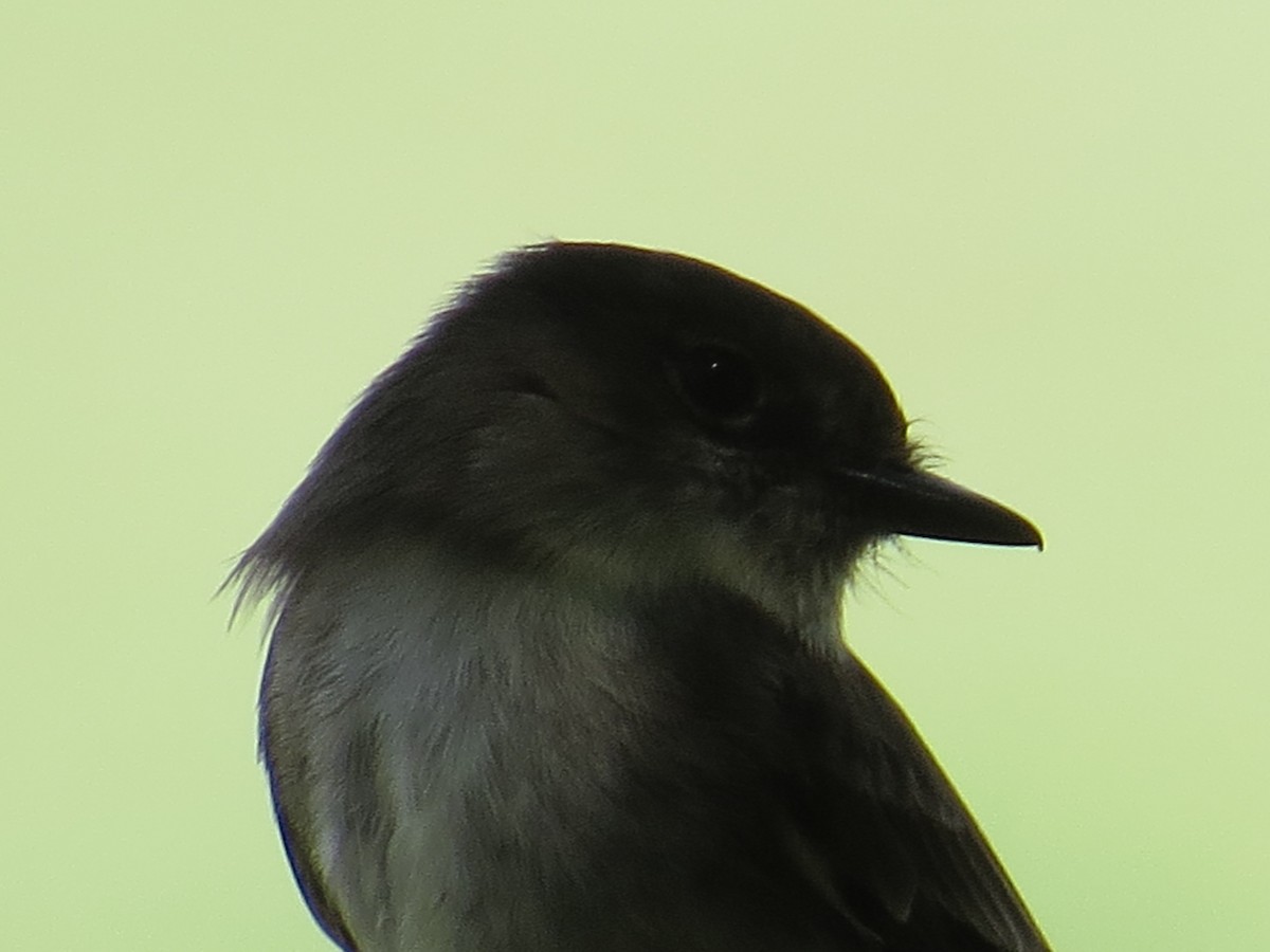 Eastern Phoebe - ML541727691