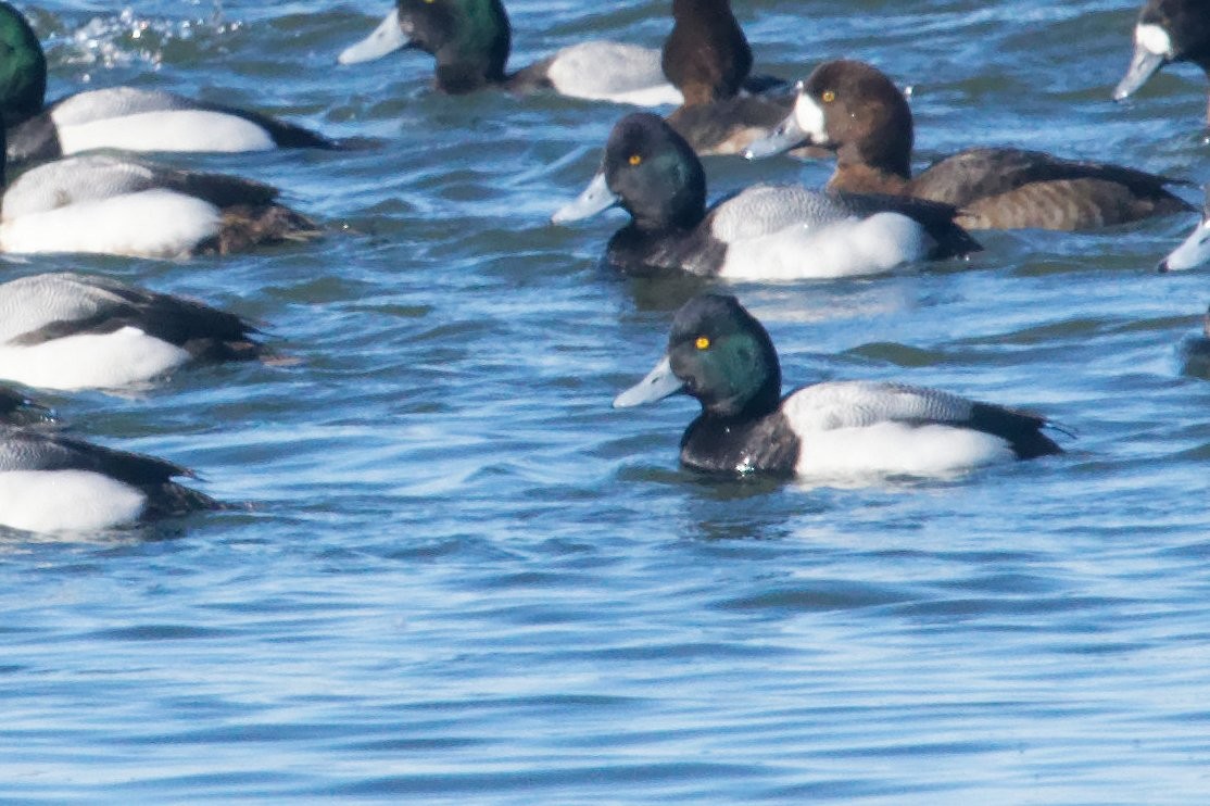 Lesser Scaup - ML541728081