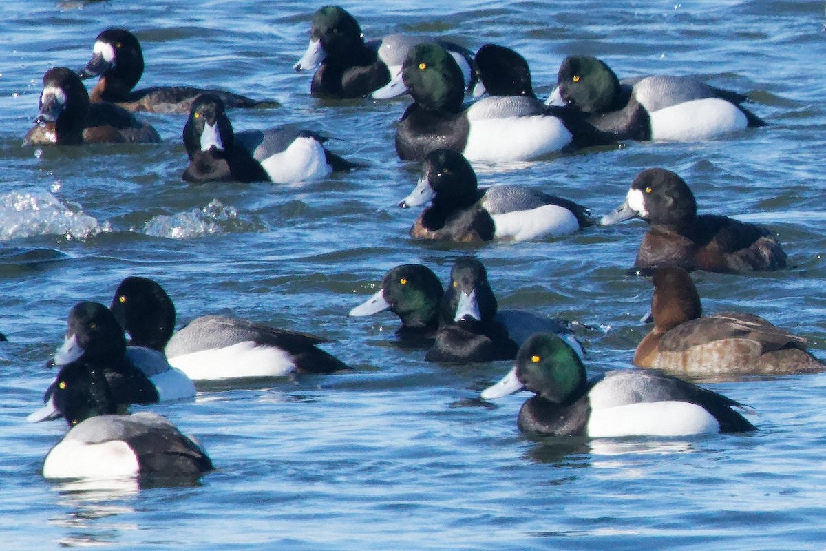 Greater Scaup - David Hoag