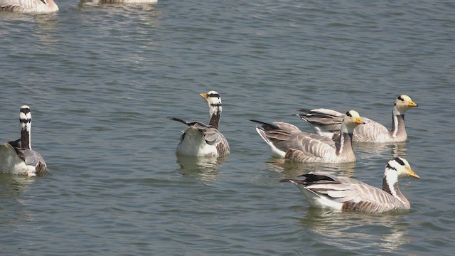 Bar-headed Goose - ML541729341