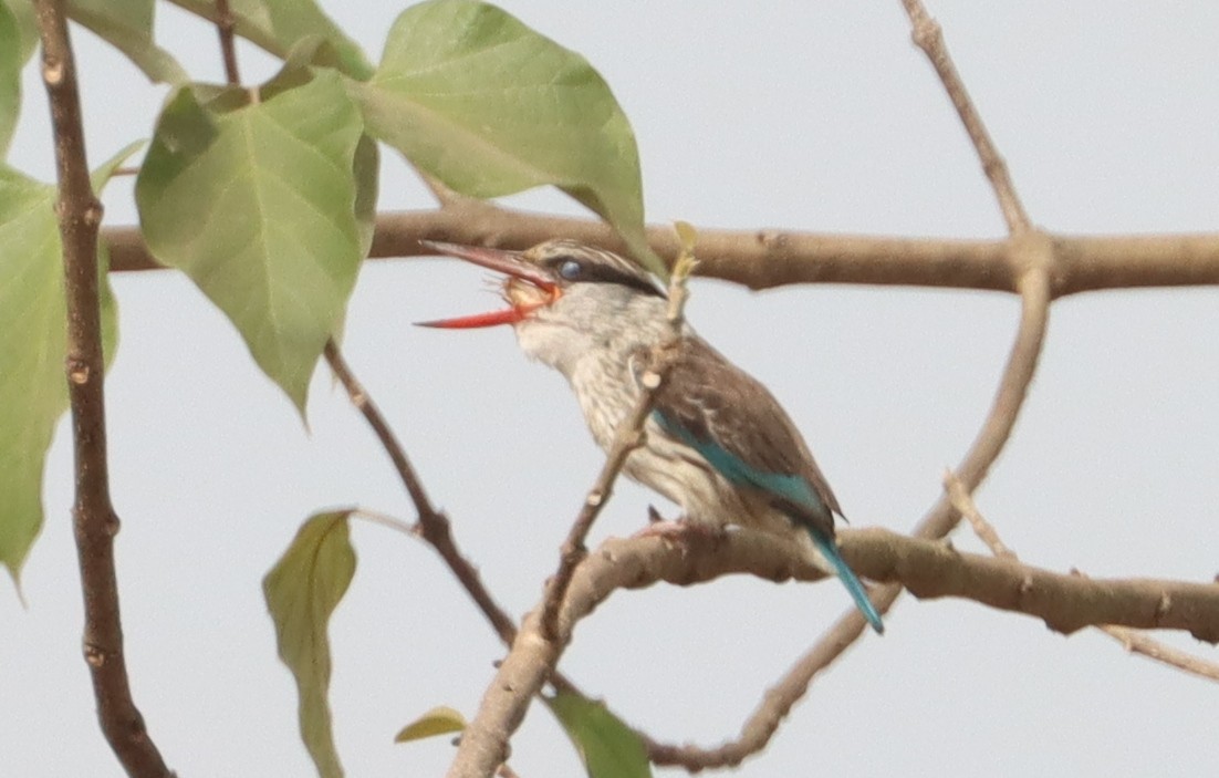 Striped Kingfisher - ML541730001