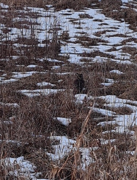 Long-eared Owl - Anonymous