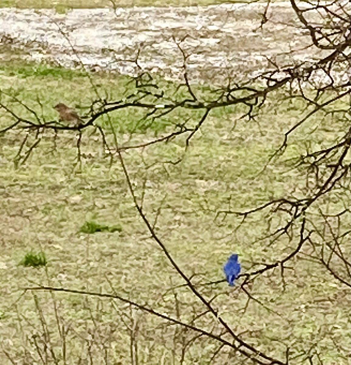 Eastern Bluebird - ML541730881