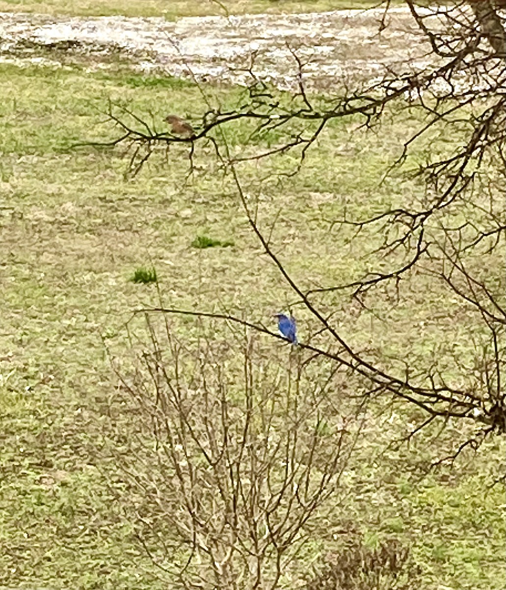 Eastern Bluebird - ML541730891