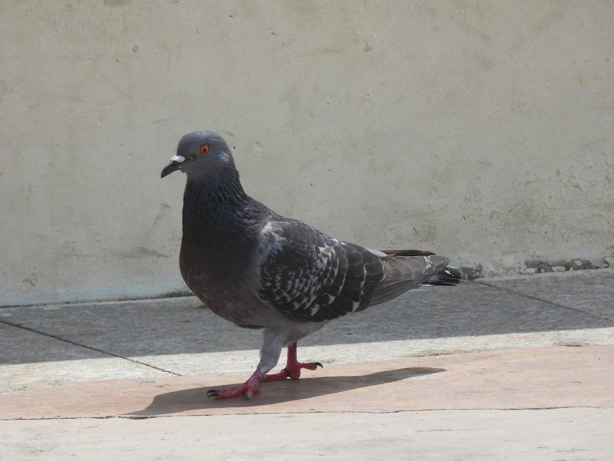 יונת בית - ML541730981