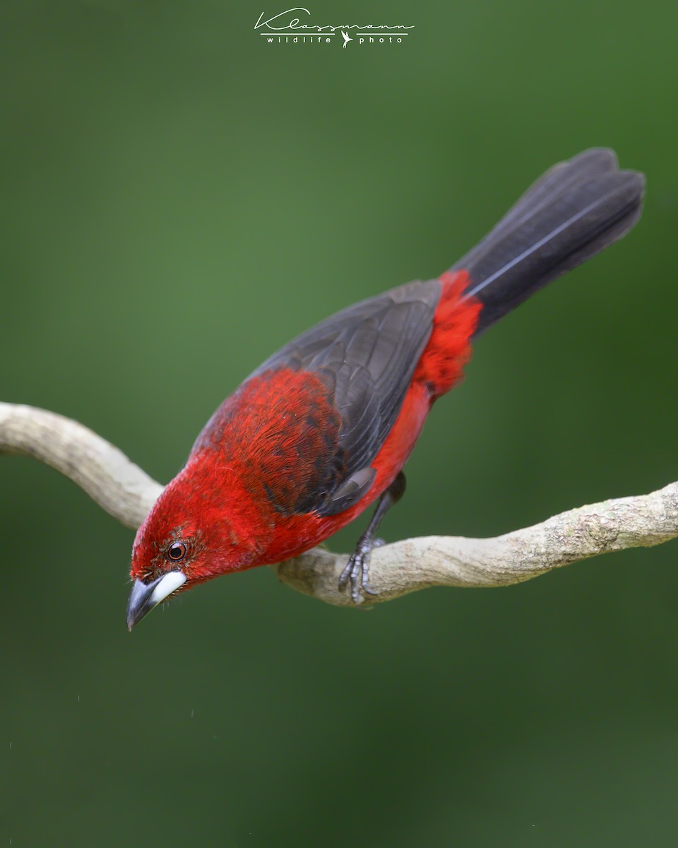 Brazilian Tanager - ML541731021