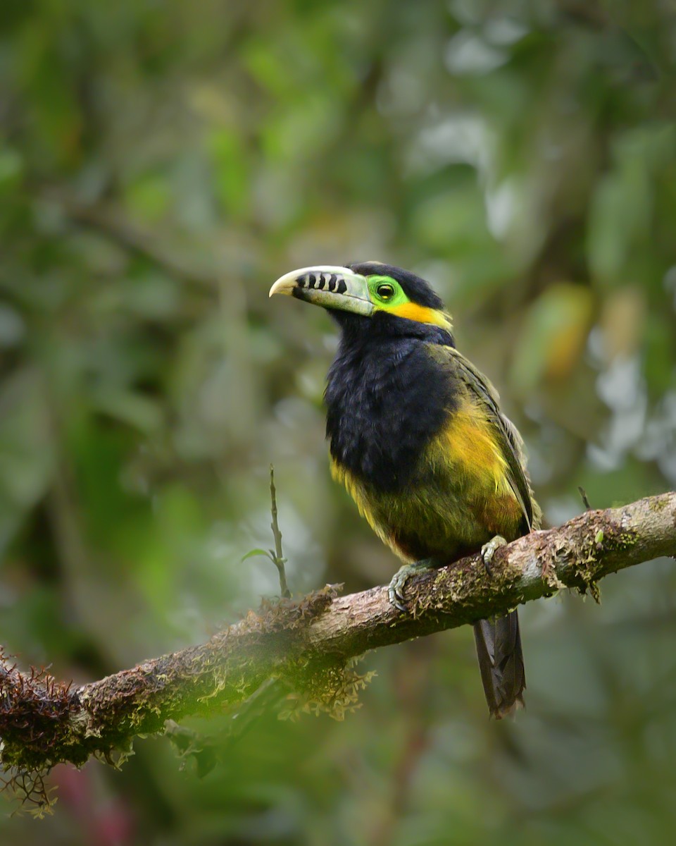 Spot-billed Toucanet - ML541731111