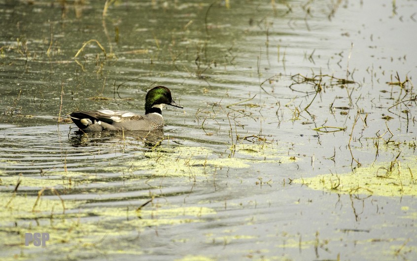 Falcated Duck - Pranay (Ashu) Shukla