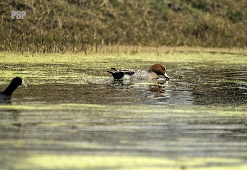 Eurasian Wigeon - ML541731451