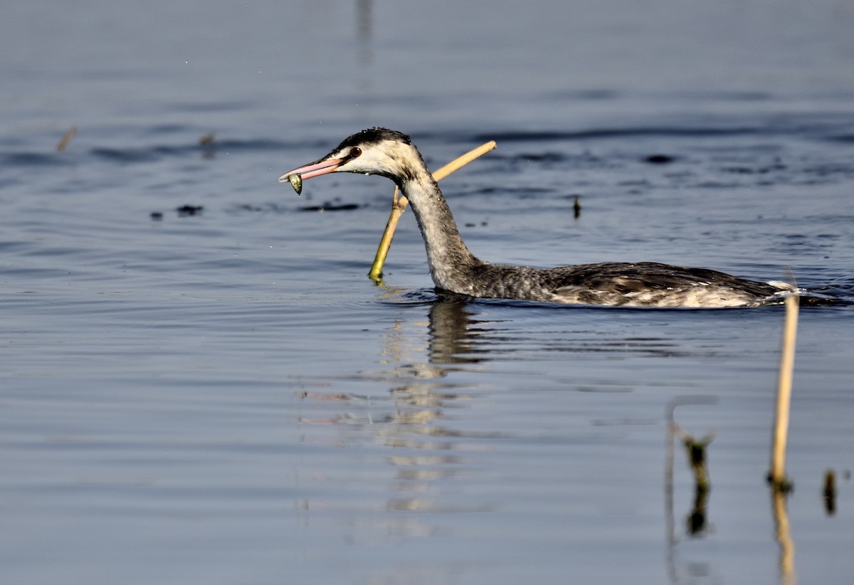 Great Crested Grebe - ML541731581