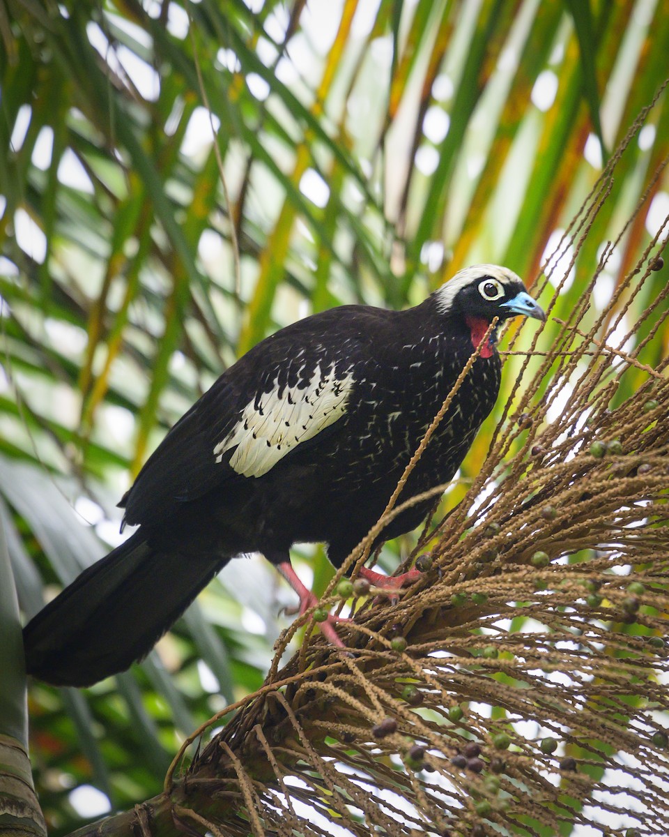 Black-fronted Piping-Guan - ML541731791