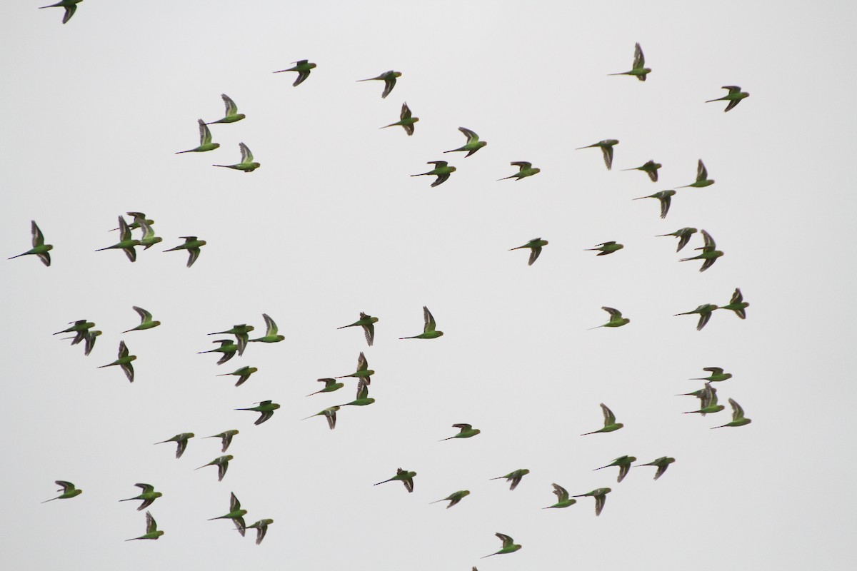 Budgerigar - ML541731821