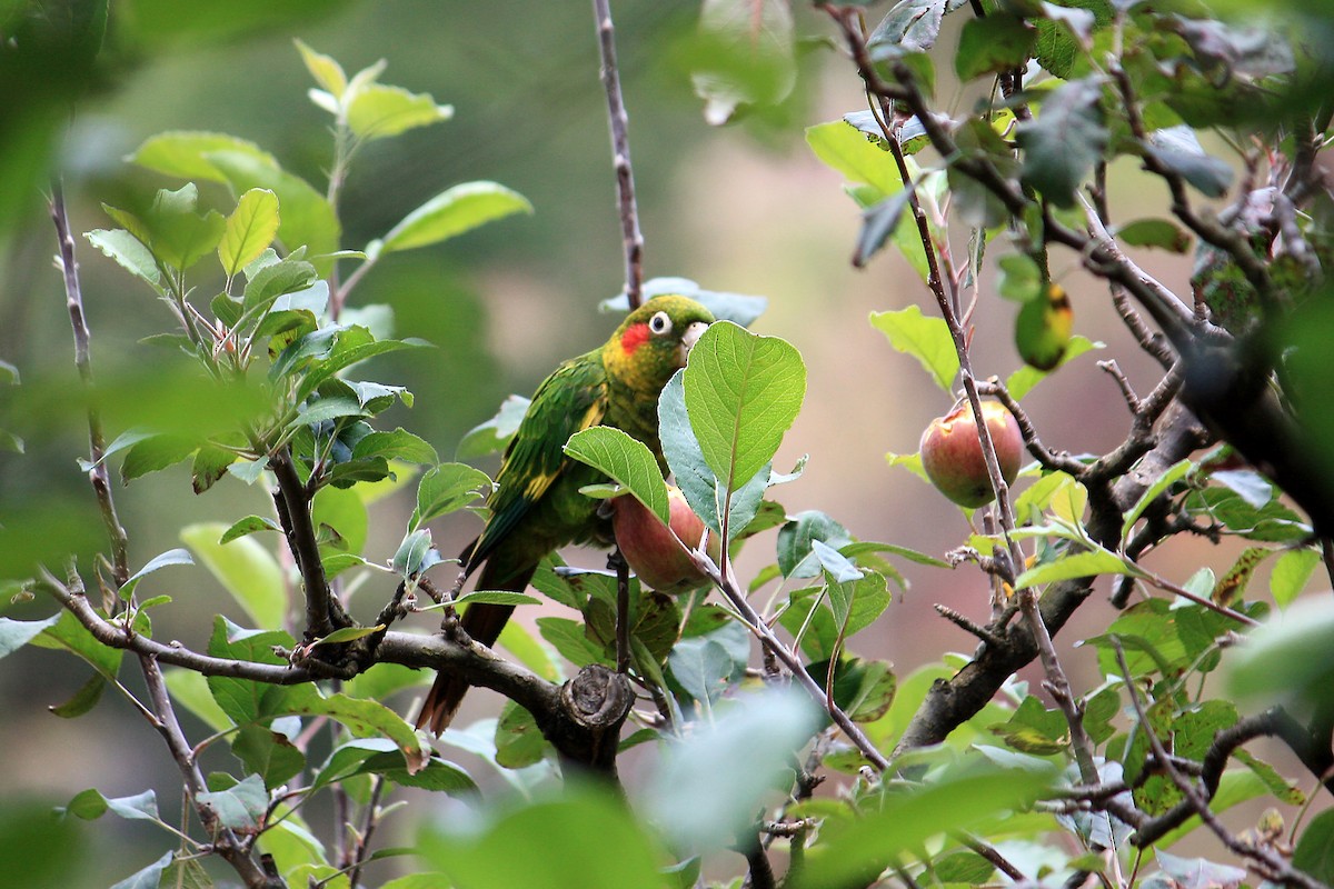 Sulphur-winged Parakeet - Michael Widmer