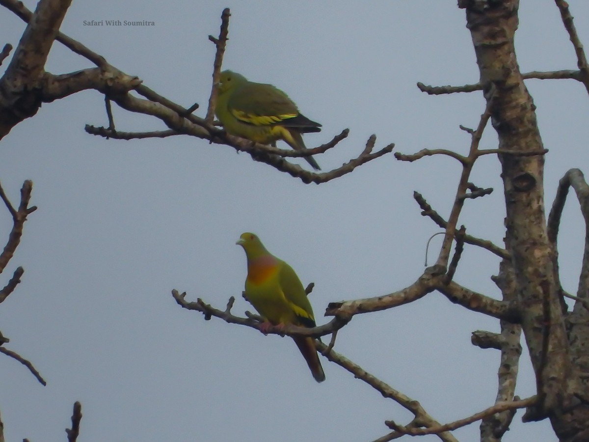 Orange-breasted Green-Pigeon - ML541733821