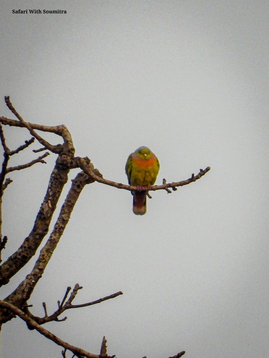 Orange-breasted Green-Pigeon - ML541733831