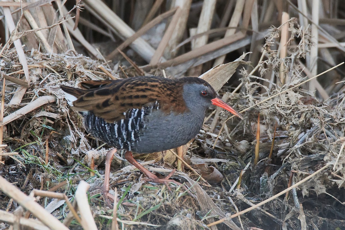 Water Rail - Miguel Rouco
