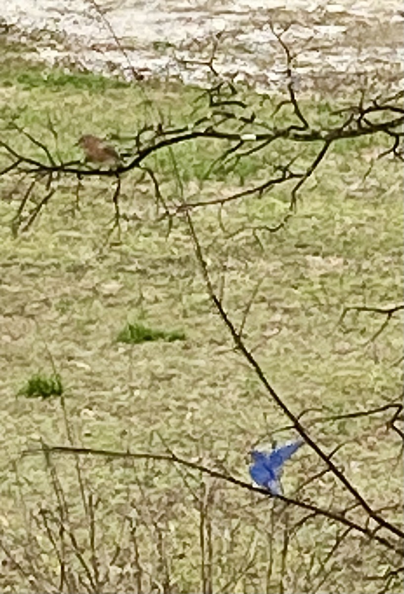 Eastern Bluebird - ML541734821