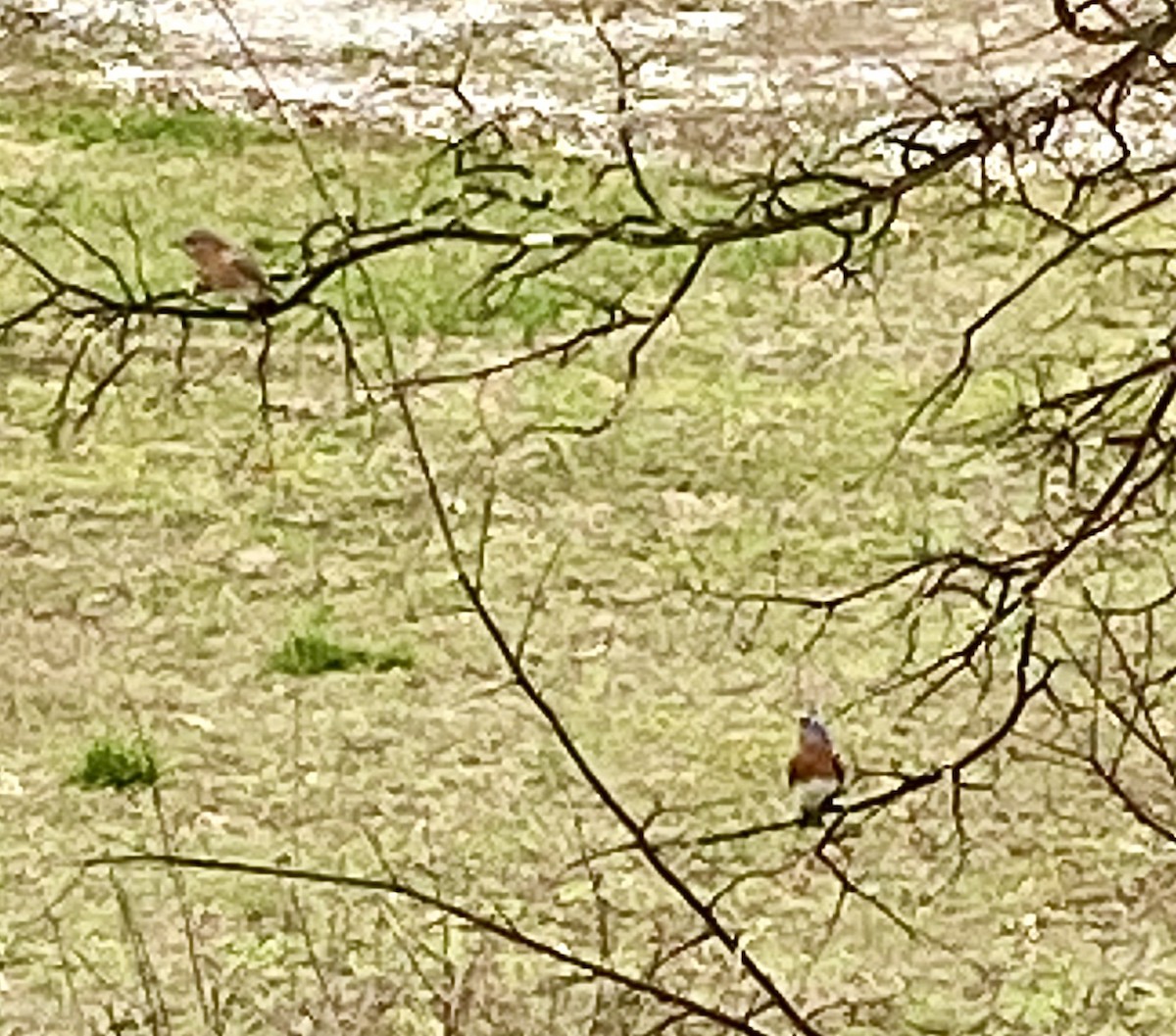 Eastern Bluebird - ML541734831