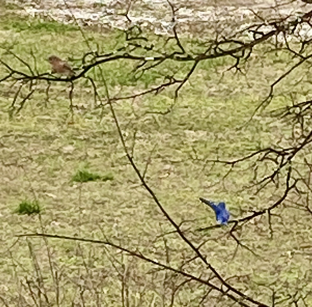 Eastern Bluebird - ML541734841