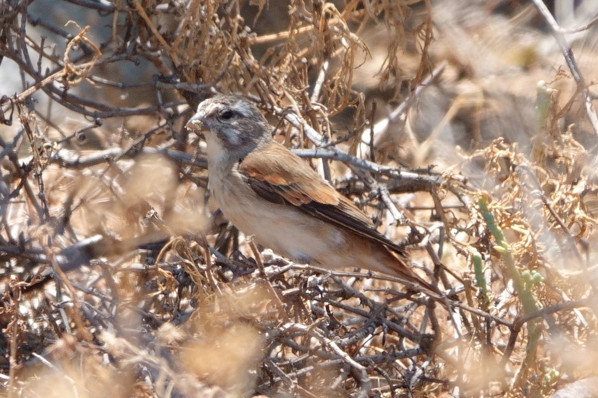 Black-headed Canary (Damara) - ML541735451